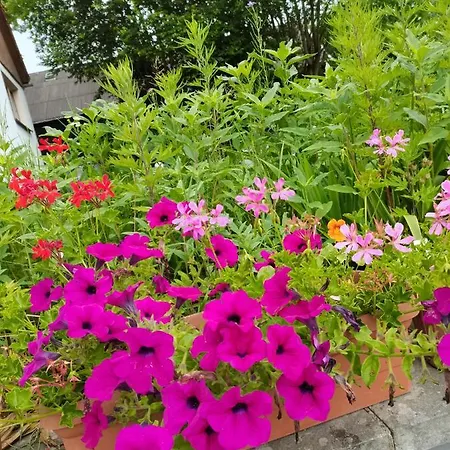 Hering Kleingiesshubel