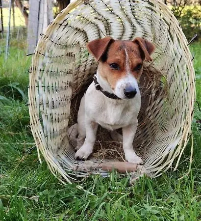 Hering Appartamento Kleingiesshubel